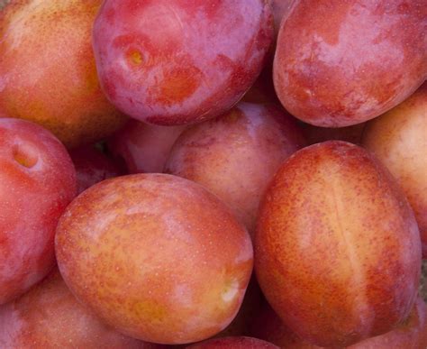 Fruits