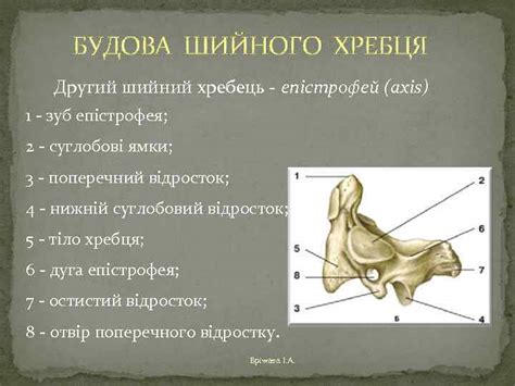 СКЕЛЕТ ТУЛУБА Доцент кафедри БОФК Кандидат педагогічних наук