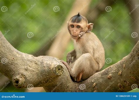 Baby Long-tailed Macaque on Branch Faces Camera Stock Image - Image of ...