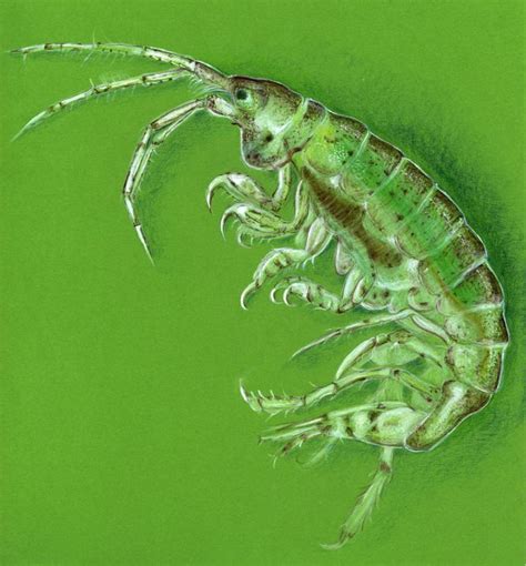 Scientific Illustration | Amphipod, O’Connor Lab UBC by Frances Ratcliffe