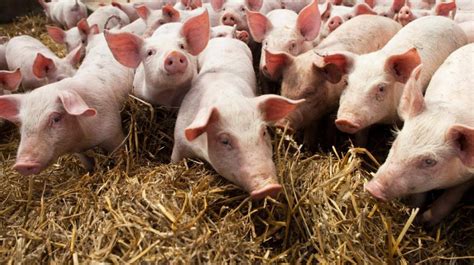 researchers publish roadmap  higher welfare pig farming agrilandie