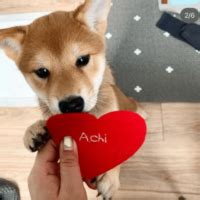 achi price today achi  usd  price marketcap  chart