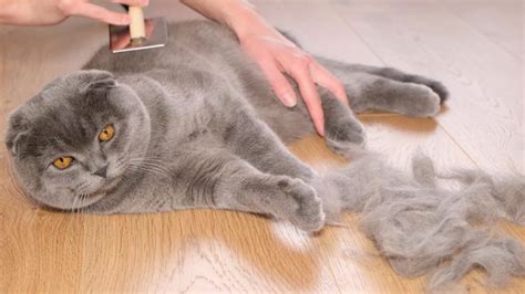 6 Reasons Why Your Cat is Losing Hair - North Kenny Veterinary Hospital