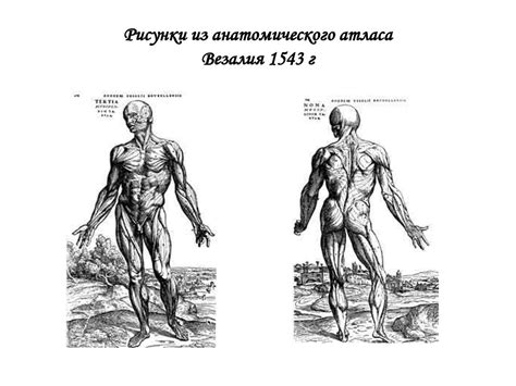 Становление наук о человеке. (8 класс) - презентация онлайн