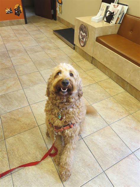 The doctors... - Downers Grove Animal Hospital & Bird Clinic