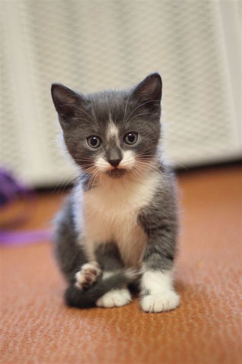 White & Grey Cat | Кошки