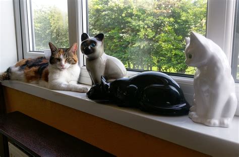boarding for cats 4