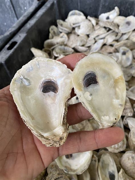 Oyster Shells Lot Of 50, Cleaned 2 Inch-4 Inch, Great for crafts or