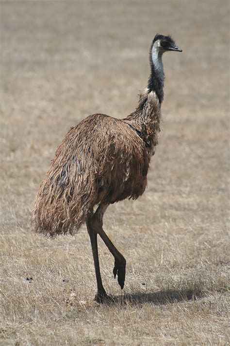 シューズ EMU by めい's shop｜エミューならラクマ - EMU‼️の通販 ブランド