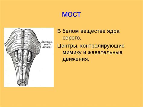 Головний мозг - презентація з біології