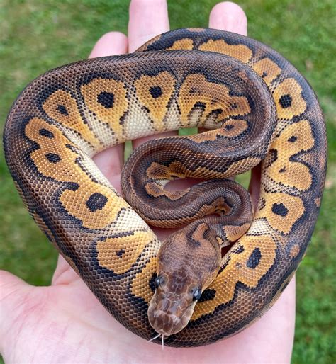 barnhart black pastel clown ball python  tom barnhart morphmarket