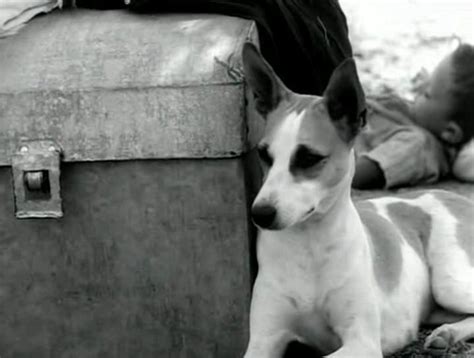 Cachorra Baleia Vidas Secas - Baleia: Vidas Secas, 1963. | Cinema nacional, Baleia, Filmes