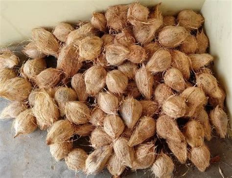 Semi Husk Coconut at ₹ 18/piece | New Items in Salem | ID: 19044265791