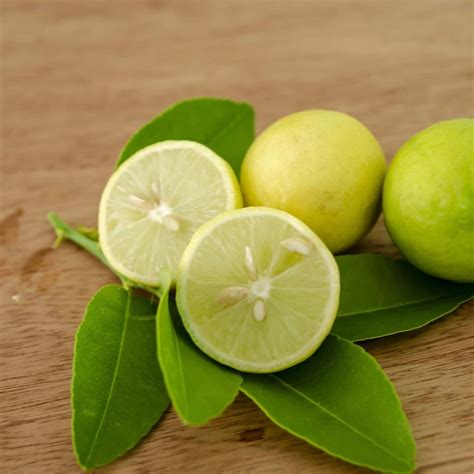 Key Lime Tree (Citrus aurantifolia) – Plants Express