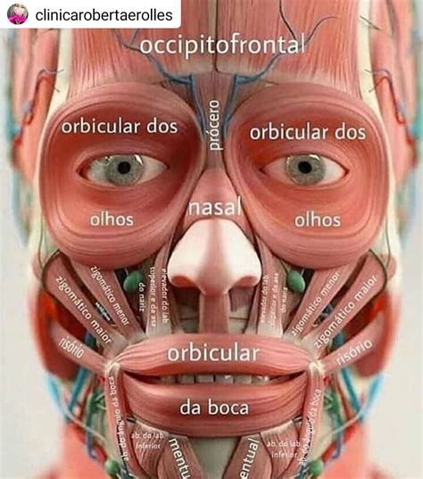 O Que É A Anatomia Da Face E Do Pescoço – EYZA