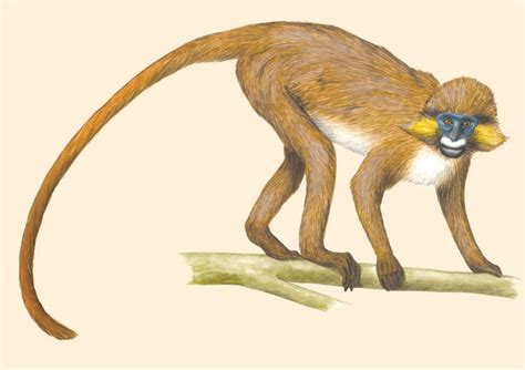 adw cercopithecus cephus information