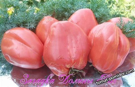 Загадка Долины Роз - Альбомы - tomat-pomidor.com
