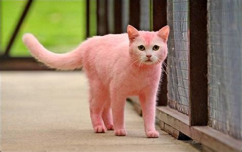 Розовая кошка (4 фото)