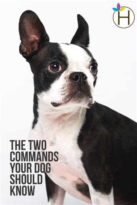 43 Boston terrier dog ideas | boston terrier dog, boston terrier, terrier
