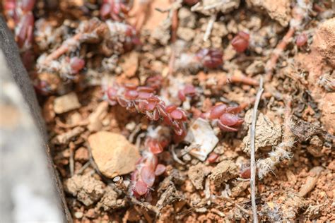 Purslane (Portulaca) | morten ross
