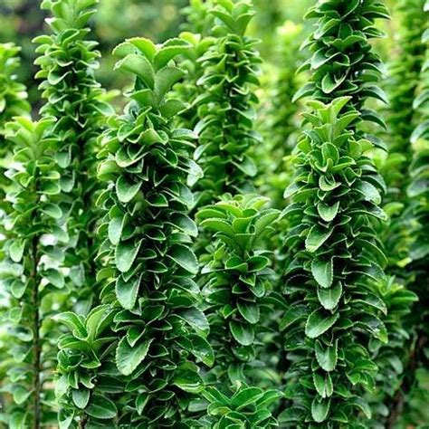 Бересклет японский Benkomasaki (Euonymus japonicus Benkomasaki) купить ...
