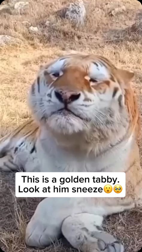 Wildlife and Rescue | The golden tabby tiger, also known as the
