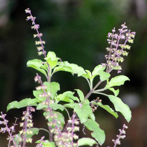 Holy Basil (Tulsi), Ocimum sanctum & gratissimum - Village Herbals
