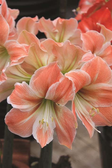 Amaryllis Pictures - National Garden Bureau