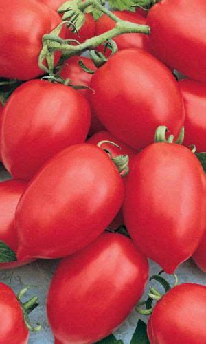 Томат НИ ЗАБОТ, НИ ХЛОПОТ | Tomato, Agriculture, Natural gifts