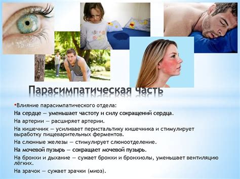 Вегетативная нервная система - презентация онлайн