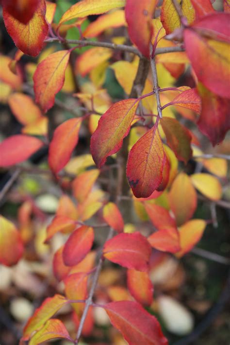 Viburnum cassinoides | Pan Global Plants