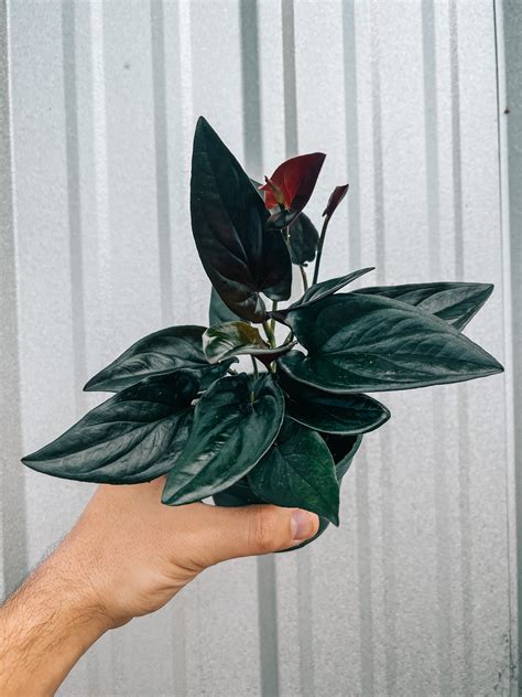 Master Dorm Living: Tips for Thriving in Shared Spaces?? 3