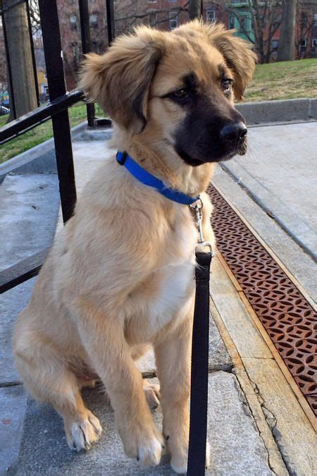 Cutest Dog Breed Mixes