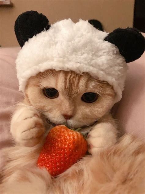 Нарядные 🍀🌸😽🍓🍀 котики | Şirin kedi, Hayvan yavrusu, Sevimli kediler