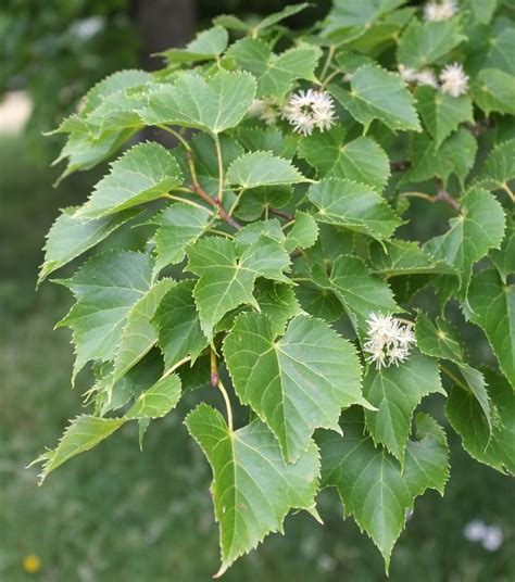 AMUR LIME AMUR LINDEN Tilia amurensis 21 seeds for planting