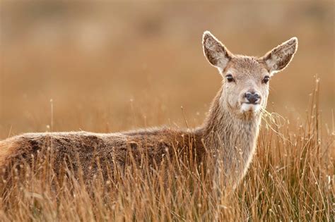 Isle of Jura - Accommodation, Map & Things to Do | VisitScotland