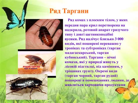 Презентація "Комахи"