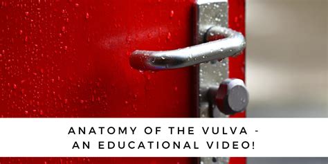 Anatomy of the vulva - an educational video! - Equilibria Physiotherapy ...
