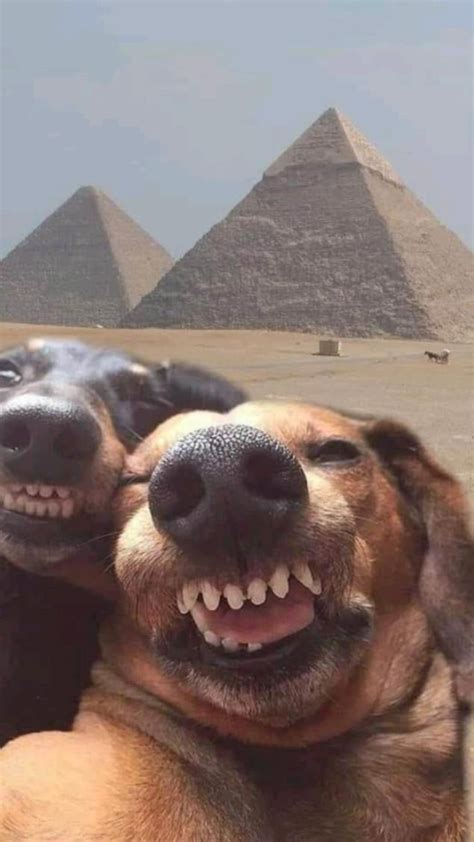 Pin by Sofiaprokofeva on Ваши пины | Funny animals, Cute baby animals ...