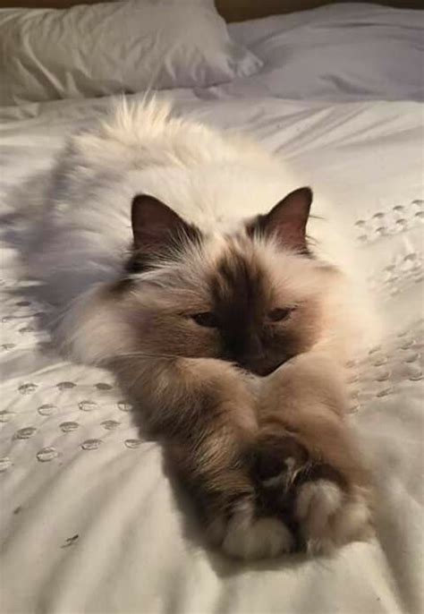 ꒰🐈꒱...ᓚᘏᗢ ! ‧₊˚ | Baby cats, Pretty cats, Cute cats