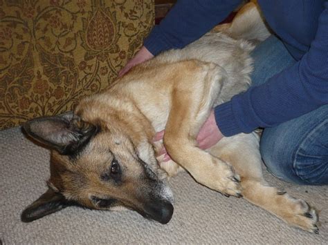 Reiki - Holistic Therapies for Animals - The Holistic Vet