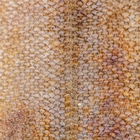 O Peixe Da Solha Escala O Close Up Da Textura Foto de Stock - Imagem de ...