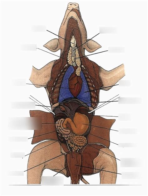 Fetal Pig Dissection Diagram | Quizlet