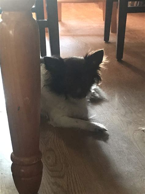 Choco | Wiki | Dogs Amino