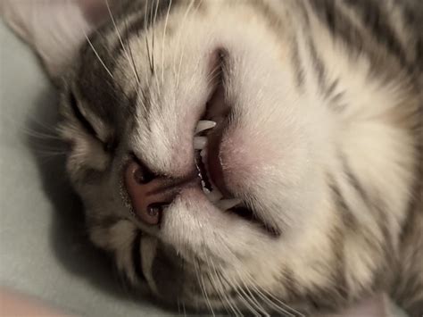 Ol' teefy : r/teefies
