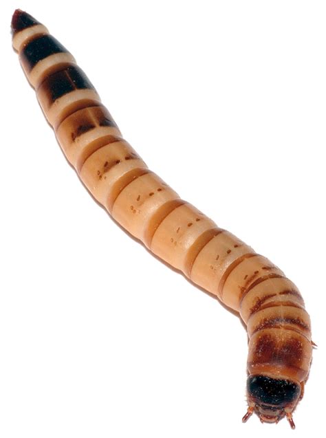 Zophobas atratus - Wikipedia