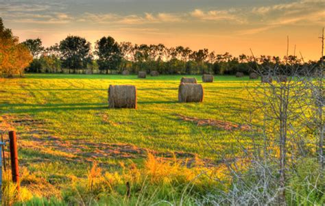The Simple Beauty of Hay | The Equinest
