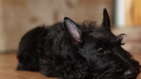 Scottish Terrier - Hometown Pet Care