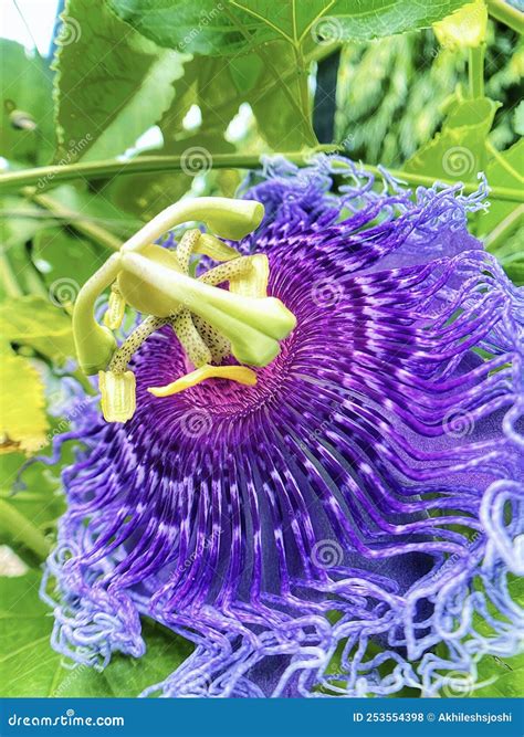 Purple Passion Flower Blooms during Rainy Season in Central India Stock