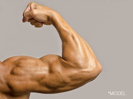 Bicep Muscles